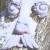 Avatar of Napes